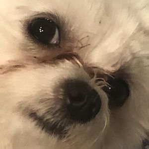 Meet your Posher, Raymon